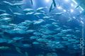 Aquarium, Dubai Mall
