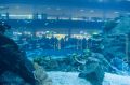 Aquarium, Dubai Mall