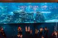Aquarium, Dubai Mall