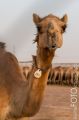 Dubai_2012_381
