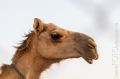 Dubai_2012_384