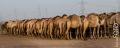 Dubai_2012_387