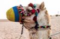 Dubai_2012_413