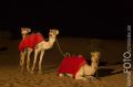 Dubai_2012_454