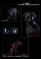 Lisa_Collage