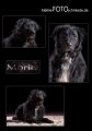 Moritz_Collage