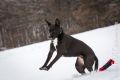 Miro_Milka_Schnee_2013_01-009