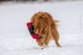 Miro_Milka_Schnee_2013_01-016