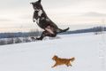 Miro_Milka_Schnee_2013_01-031