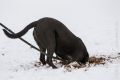 Miro_Milka_Schnee_2013_01-040