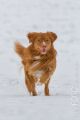 Miro_Milka_Schnee_2013_01-041