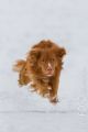 Miro_Milka_Schnee_2013_01-042
