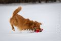Miro_Milka_Schnee_2013_01-069