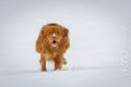 Miro_Milka_Schnee_2013_01-070