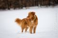 Miro_Milka_Schnee_2013_01-081