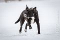 Miro_Milka_Schnee_2013_01-090
