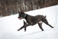 Miro_Milka_Schnee_2013_01-112
