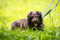 Tierheimfest_Worms_2013_06-073