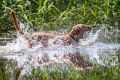 Wassershooting_Bo_2013_07-082