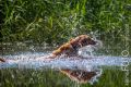 Wassershooting_Bo_2013_07-083