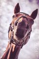 Guthy_2013_08-032
