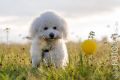 Timba_2013_08-085
