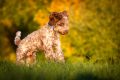 Coenen_Capo_2013_10-084