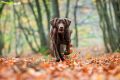 Hirschmann_Gall_Herbst_2013_11-028