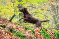 Hirschmann_Gall_Herbst_2013_11-042