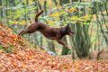 Hirschmann_Gall_Herbst_2013_11-046