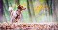 Hirschmann_Gall_Herbst_2013_11-087-397