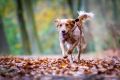 Hirschmann_Gall_Herbst_2013_11-090