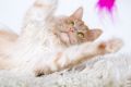 Anger_Studio_2013_11-055