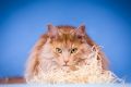 Anger_Studio_2013_11-149