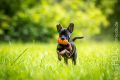 UT_Herrenhaeuser_2014_05-055