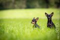 UT_Herrenhaeuser_2014_05-075