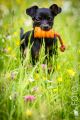 UT_Herrenhaeuser_2014_05-118