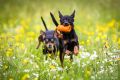 UT_Herrenhaeuser_2014_05-134