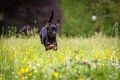 UT_Herrenhaeuser_2014_05-143