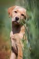 Lana_2014_05-042
