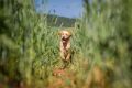 Lana_2014_05-056