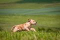 Lana_2014_05-089