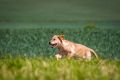 Lana_2014_05-091
