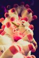 Lautrer_Kerwe_2014_10-128
