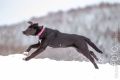 Loppa_Schnee_2014_12-026