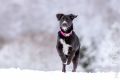 Loppa_Schnee_2014_12-041