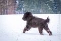 Stemler_2014_12-014