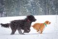 Stemler_2014_12-021