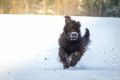 Stemler_2014_12-023