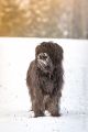 Stemler_2014_12-032